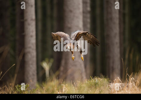 Aquila reale (Aquila chrysaetos) volare attraverso una foresta di pini Foto Stock