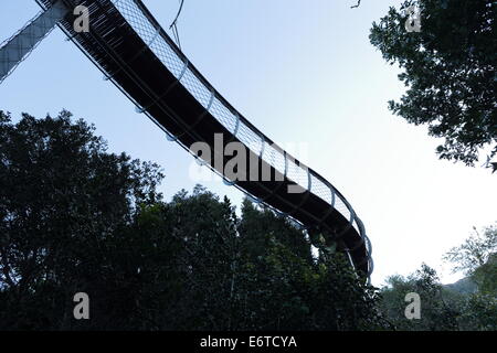 'L'Boomslang' - centenario albero canopy Walkway in Kirstenbosch National Botanical Garden Foto Stock