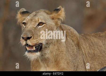 Una leonessa in corrispondenza del sito di una giraffa uccidere nel Parco Nazionale di Kruger, Sud Africa. Foto Stock