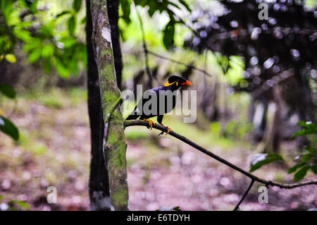 Mynah all'albero Foto Stock