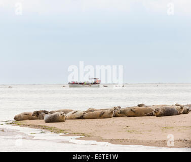 Assonnato guarnizioni in appoggio sulla riva al punto Blakeney, North Norfolk con i turisti su un viaggio di tenuta a guardare da una barca open. Foto Stock