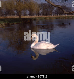 Cigno (Cygnus olor) Foto Stock