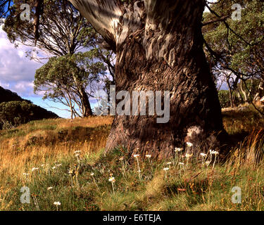 Australia: fiori selvatici da una gomma da neve trunk Mounrains nevoso, NSW Foto Stock