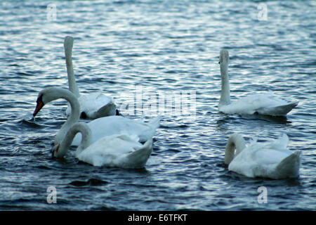 Cigni nuotare sulla baia Gardiners Oceano Atlantico in East Hampton Inn New York Foto Stock