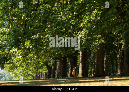 Una giovane donna che si rilassa ad Hyde Park vicino ad una fila di platani londinesi, Londra, Regno Unito Foto Stock