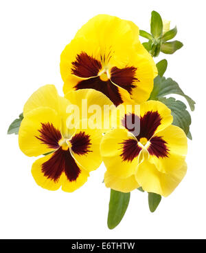 Fiori Viola isolato su sfondo bianco, vista dall'alto, vista ravvicinata Foto Stock