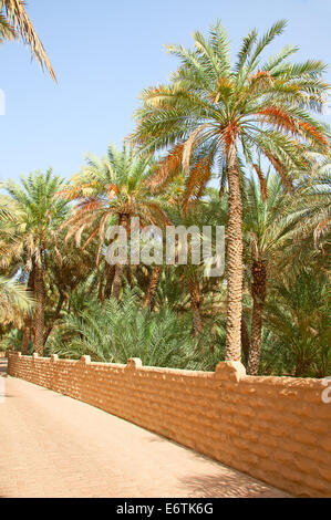 Il giardino delle palme di Al Ain oasis Foto Stock