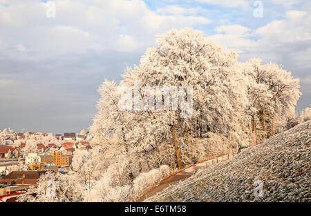 La mattina presto in inverno. Alberi congelati. Foto Stock