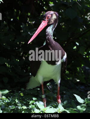 Close-up di una cicogna nera (Ciconia nigra) Foto Stock