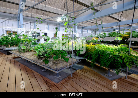 La diaspora giardino in th W. Michael Blumenthal Academy del Museo Ebraico di Berlino Germania Foto Stock