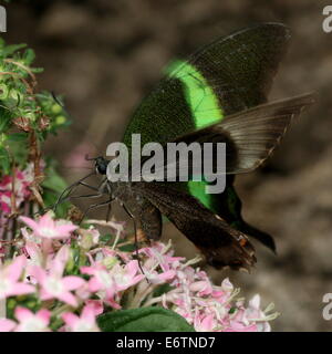 Tropicale Emerald coda forcuta farfalla (Papilio Palinurus) a.k.a. Emerald pavone o verde-nastrare Peacock Foto Stock