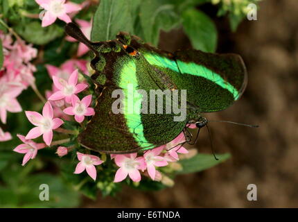 Tropicale Emerald coda forcuta farfalla (Papilio Palinurus) a.k.a. Emerald pavone o verde-nastrare Peacock Foto Stock