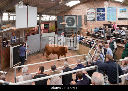 Malton mercato del bestiame asta anello con gli spettatori e gli acquirenti. Foto Stock