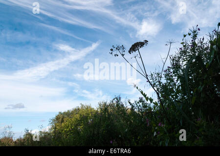 Morto il prezzemolo selvatico seme head, anthriscus sylvestris in una siepe, stagliano contro un cielo blu. Foto Stock