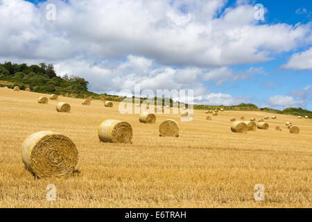 Balle di fieno in un campo nel Dorset Foto Stock
