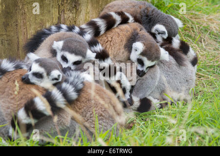Un gruppo di anello tailed lemuri Foto Stock
