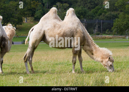 Camel a Longleat Safari Park, Wiltshire. Foto Stock