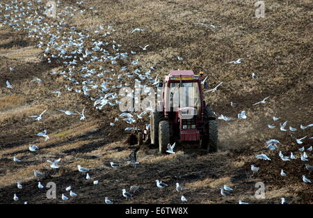 Francia - Agricoltura. Un trattore che solcano i campi TRA LE TOUQUET E BOULOGNE. Foto:JONATHAN EASTLAND/AJAX Foto Stock