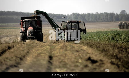 SOMME,Francia - Agricoltura. La raccolta delle patate. Foto:JONATHAN EASTLAND/AJAX Foto Stock