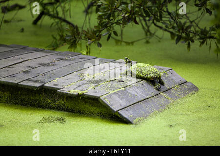 Florida rosso tartarughe panciuto coperto di erbacce di anatra Foto Stock