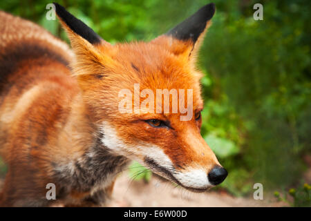 Closeup estate foto di wild red fox Foto Stock