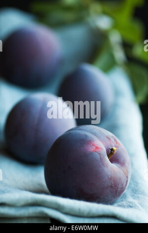 Succosa mature appena raccolto estate Santa Rosa e le prugne Foto Stock