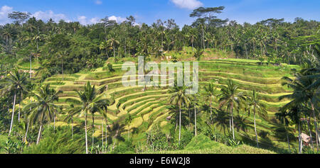 Panorama di piantagioni di riso a Bali. Foto Stock