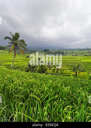 Vista del Balinese campi di riso. Foto Stock