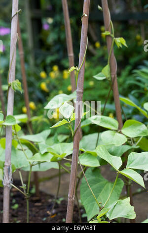 Phaseolus coccineus. Guida giovani piante di fagiolo supportato su canne di bambù in un orto. Foto Stock