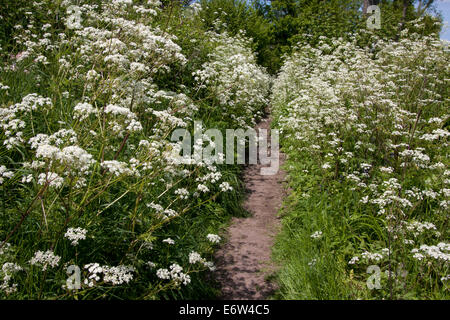 Mucca prezzemolo, Anthriscus sylvestris, crescente lungo il sentiero, Bramber, West Sussex Foto Stock