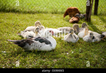 Anatra muta uccelli giovani gruppo Foto Stock