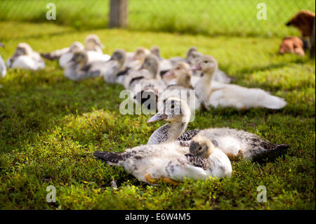 Anatra muta azienda gruppo di uccelli Foto Stock