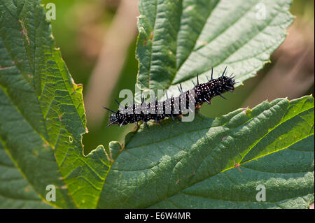 Unione Peacock Inachis caterpillar Foto Stock