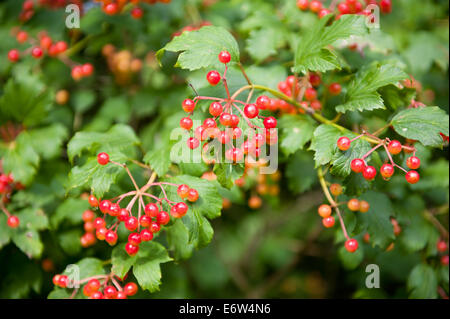 Rosa viburno Viburnum opulus frutto Foto Stock