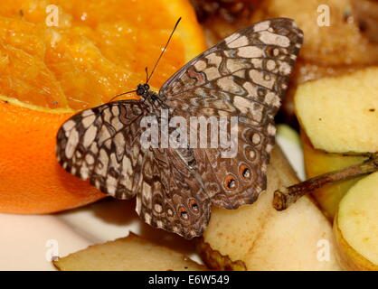 Cracker grigio Butterfly (Hamadryas februa) alimentazione di frutta Foto Stock