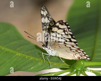 Cracker grigio Butterfly (Hamadryas februa) vista ventrale, in posa su una foglia Foto Stock