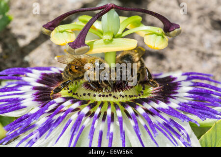 Due miele api (Apis mellifera) alimentazione su un open fiore della passione (Passiflora caerulea) in un giardino in Somerset Foto Stock