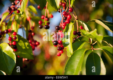 Prunus serotina frutti rossi dettaglio Foto Stock