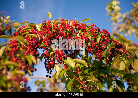 Prunus serotina frutti grappoli Foto Stock