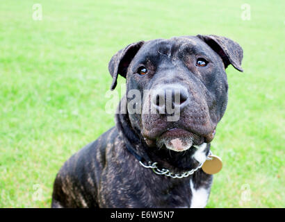 Bellissimo inglese Staffordshire Bull Terrier in posa per la telecamera in un parco di Londra. Foto Stock