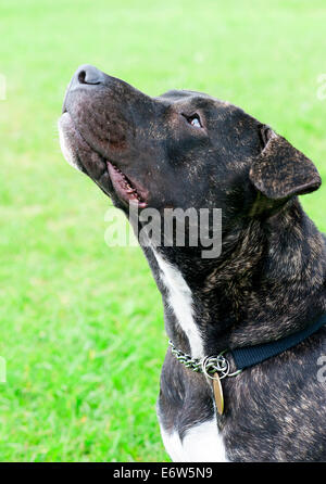 Bellissimo inglese Staffordshire Bull Terrier di riposo in un parco di Londra. Foto Stock