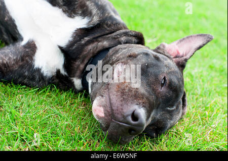 Bellissimo inglese Staffordshire Bull Terrier di riposo in un parco di Londra. Foto Stock