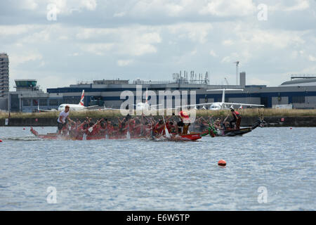 Londra, Regno Unito. 31 agosto 2014. Questo finale di stagione BDA Lega Nazionale regata di dragon boat racing si è tenuto presso il London Regatta Centre, Royal Albert Dock, Londra Foto Stock