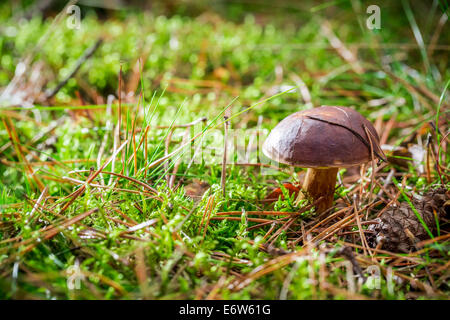 Poco boletus su moss in foresta Foto Stock