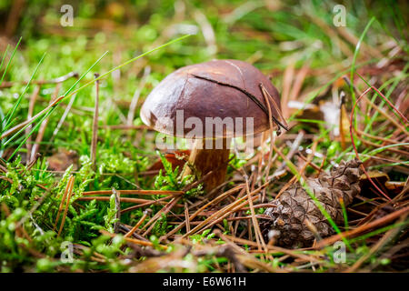 Poco boletus in foresta Foto Stock