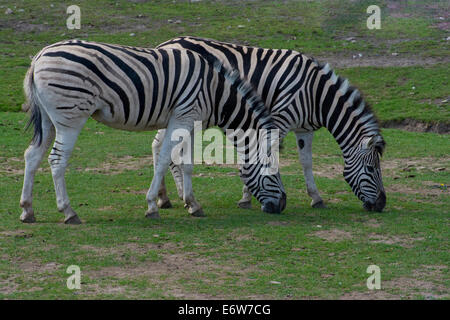 Una coppia di zebre al pascolo. Foto Stock