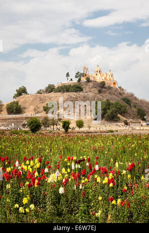 Campo di fiori vicino la piramide e la Remedios tempio di Cholula, Puebla, Messico. Foto Stock