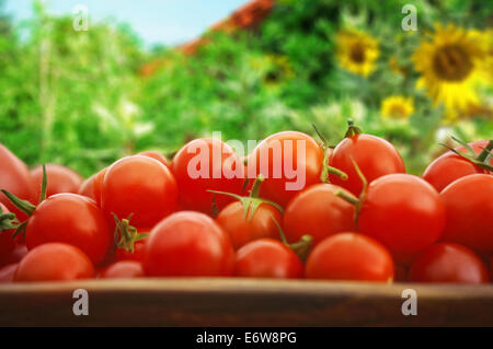 Resa di pomodoro di un giardino urbano, presentato in una ciotola di legno Foto Stock