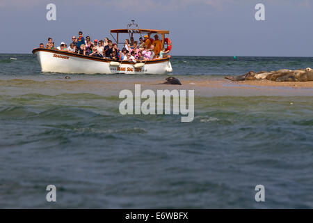 Una guarnizione di tenuta di viaggio in barca Blakeney Point. Foto Stock