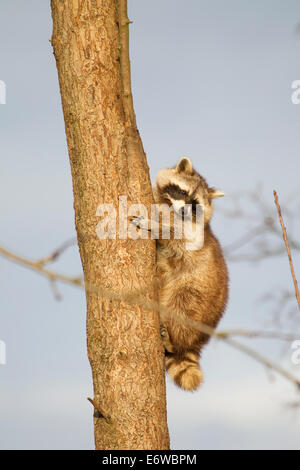 North American raccoon procione lotor Waschbaer Foto Stock